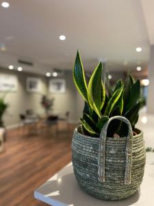 a plant in a basket sitting on a table at AZ Hotel San Valero in Zaragoza