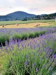 a field of lavender with a field of hay at Lawendowy Raj in Pilchowice
