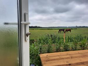 dos caballos pastando en un campo cerca de una ventana en Schier Stee, en Vlagtwedde