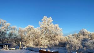 a group of trees covered in snow at Gravas mala in Sigulda