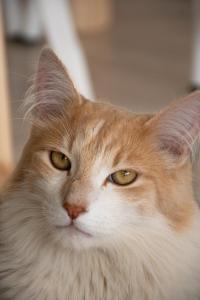 an orange and white cat looking at the camera at Casa Amonite Hostel Boutique in Puerto Madryn