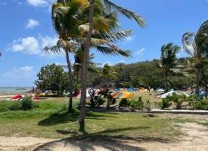 a group of palm trees on a beach at Bungalow Faula , 2 chambres climatisées à 5 mins à pied de la plage Pointe Faula, jaccuzi , wifi , jardin , parking gratuit , sans vis-à-vis in Le Vauclin