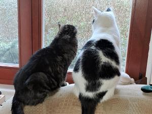 zwei Katzen, die auf einem Fensterbrett sitzen und nach draußen schauen in der Unterkunft Unterkunft Mohr in Schmerwitz