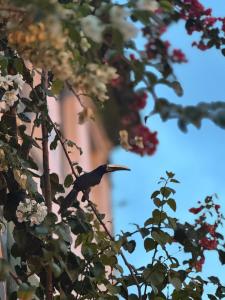 a bird perched on top of a tree at Hostel Zen - Casa na Floresta in Itacaré