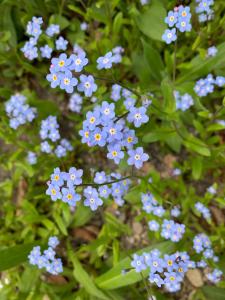 um grupo de flores azuis na relva em Marston House Wiscasset em Wiscasset