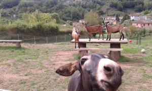 a cow standing in front of a group of animals at La finestra sulla valle in Valdottavo