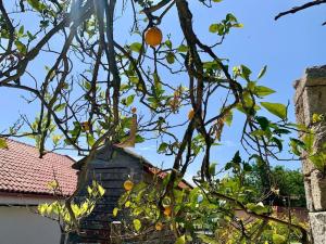 an orange tree with oranges in front of a building at casa gerente in Muros