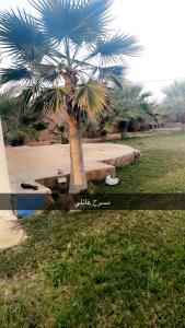 a palm tree in the middle of a field at منتجع السرايا السياحي in Al Qā‘id