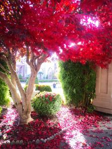 drzewo pokryte czerwonymi kwiatami obok budynku w obiekcie V.I.P. CLUB w mieście Surrey