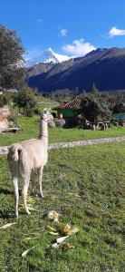 a llama standing in a field of grass at Tullpa Rumy in Yungay