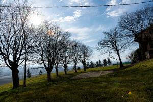 een groep bomen op een heuvel met een pad bij Casa Vella del Cuní in Roda del Ter
