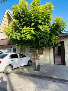 a white car parked next to a tree at Green Hotel in Tashkent