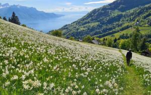 a man walking on a hill with white flowers at Comfortable house with terrace close to Vevey and lake Geneva in Attalens