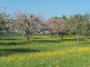 um pomar de maçãs com árvores num campo de flores em Monteurwohnung Ferienhof Arold em Creglingen