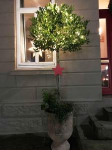 een kerstboom met lichten in een pot naast een raam bij Ferienwohnung Schönwälder 