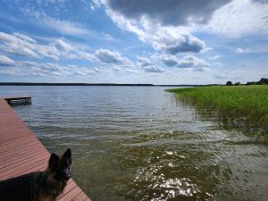 un chien assis sur un quai près d'une masse d'eau dans l'établissement Jak Tu Sielsko, à Osiek