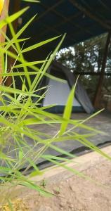 un parapluie noir assis sur le sol à côté d'herbe dans l'établissement Coorg Derala Camping Tent House, à Madikeri