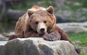 Animales en el bed and breakfast o alrededores