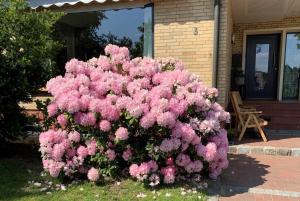 een bos van roze bloemen voor een huis bij Haus Lindenstraße 3 