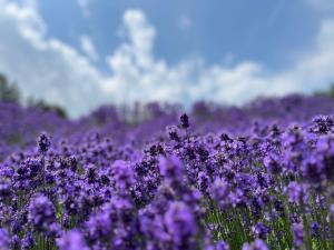 a field of purple flowers in a field at Sound Garden Biei, Cricket in Biei