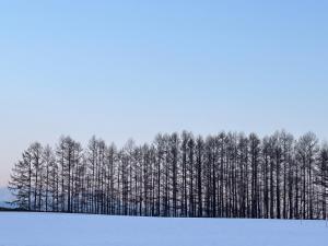 a line of trees in the snow with snow covered ground at Sound Garden Biei, Cricket in Biei
