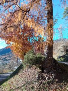a tree on a hill next to a road at Casetta gialla in Pieve di Cadore