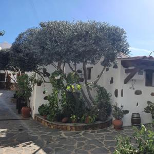 a group of trees and plants in front of a building at La Gallania de Papá Pepe in Santa Lucía