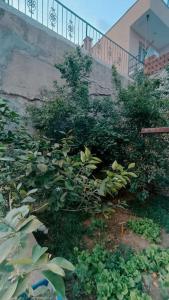 アイワルクにあるDeniz Manzaralı Müstakil ev Aybalikのギャラリーの写真