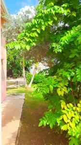 a tree with green leaves next to a sidewalk at Maison de 3 chambres avec jardin clos et wifi a Anse Bertrand in Anse-Bertrand