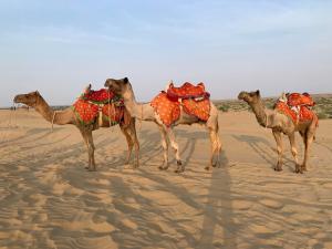 een groep van vier kamelen in de woestijn bij hostel Wyra home stay Jaisalmer in Jaisalmer
