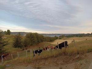 a group of cows grazing in a field at Casita del Cerro in Castro