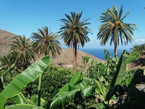 un groupe de palmiers avec l'océan en arrière-plan dans l'établissement Casa Rural Tía Rita La Gomera, à Vallehermoso