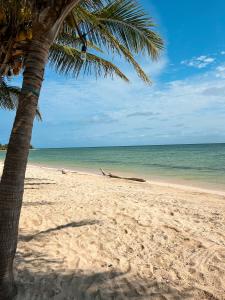 a palm tree on a sandy beach with the ocean at Pronoia Casa de Playa in Mahahual