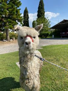 a sheep with a red paint on its face at Quito Airport Suites Hotel in Tababela
