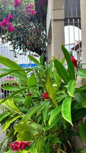 a plant with red flowers and green leaves at HOTEL AMADO in Aracaju