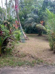 a garden with palm trees and a dirt field at JUNGLE HOUSE in Saint-Laurent du Maroni