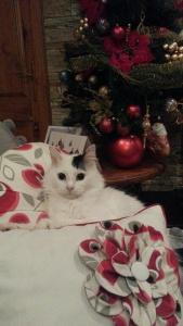 Un gatto steso su un letto accanto a un albero di Natale di Sunshine Court Budget a San Pawl il-Baħar
