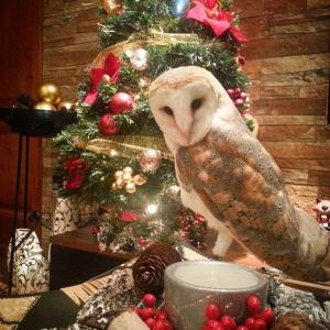 Fotografie z fotogalerie ubytování Sunshine Court Budget v destinaci St Paul's Bay