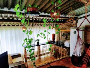 uma sala de estar com uma planta pendurada no tecto em Chalé aconchegante, pertinho da cidade e conectada a natureza em Brasília
