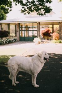 a white dog standing in front of a building at Flowerdale Estate in Strath Creek