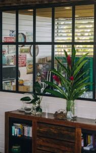eine Pflanze in einer Vase auf einem Tisch in der Unterkunft RIVA B&B in Bocas del Toro