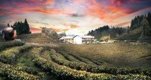 张家界Zhangjiajie YOLO Resort--Within Zhangjiajie National Forest Park的一片茶园,有一座房子