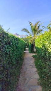 a walkway with a palm tree in the middle of a hedge at Casa Maridadi in Watamu