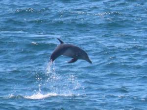 a dolphin jumping out of the water at Sovereign Paradise - Unit 22 in KwaDukuza