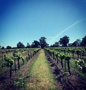 un vignoble avec une grappe de vignes dans l'établissement Copper Creek Retreat, à Nulkaba