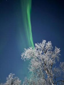 an image of a tree with the aurora in the sky at Trivelig hytte i Senja. 