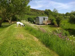 a sheep grazing in a field next to a building at Shepherds hut in Weymouth
