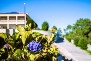 uma flor azul num jardim em frente a um edifício em Hotel Cotto do Gatto em Ponte da Barca