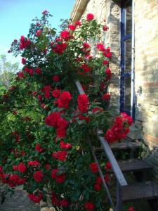 un montón de rosas rojas creciendo en un lado de un edificio en Ferienhaus für 6 Personen und 2 Kinder in Piandimeleto, Marken en Piandimeleto