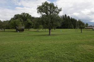 a green field with a tree in the middle of it at Schindelbacherhof in Spielberg